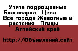 Утята подрощенные Благоварка › Цена ­ 100 - Все города Животные и растения » Птицы   . Алтайский край